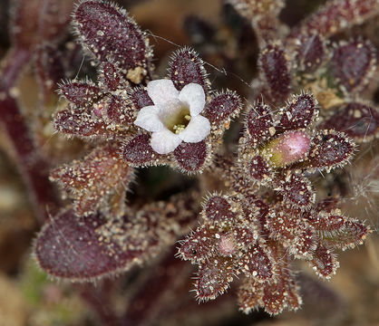 Phacelia saxicola A. Gray resmi