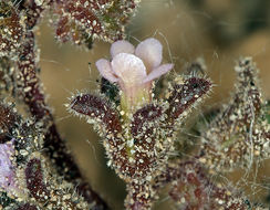 Image de Phacelia saxicola A. Gray