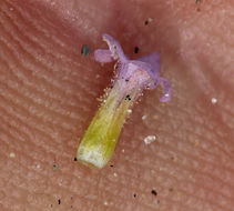 Phacelia saxicola A. Gray resmi