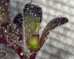 Image de Phacelia saxicola A. Gray