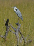 Image of Grey Heron