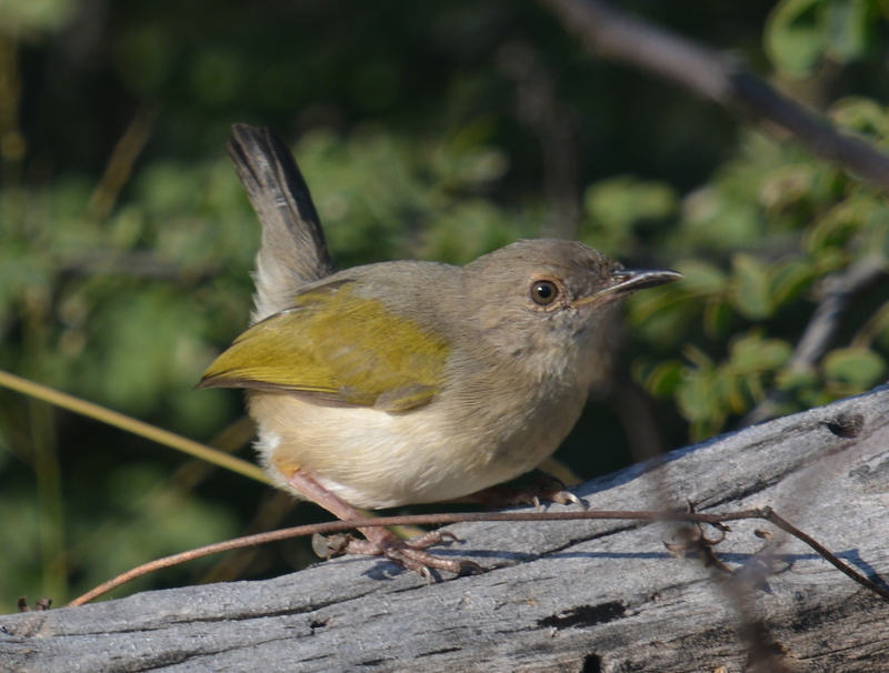 Camaroptera brevicaudata (Cretzschmar 1830) resmi