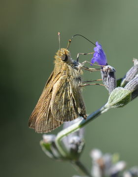 Image of Gegenes niso Linnaeus 1764