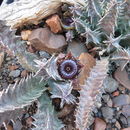 <i>Huernia transvaalensis</i> resmi