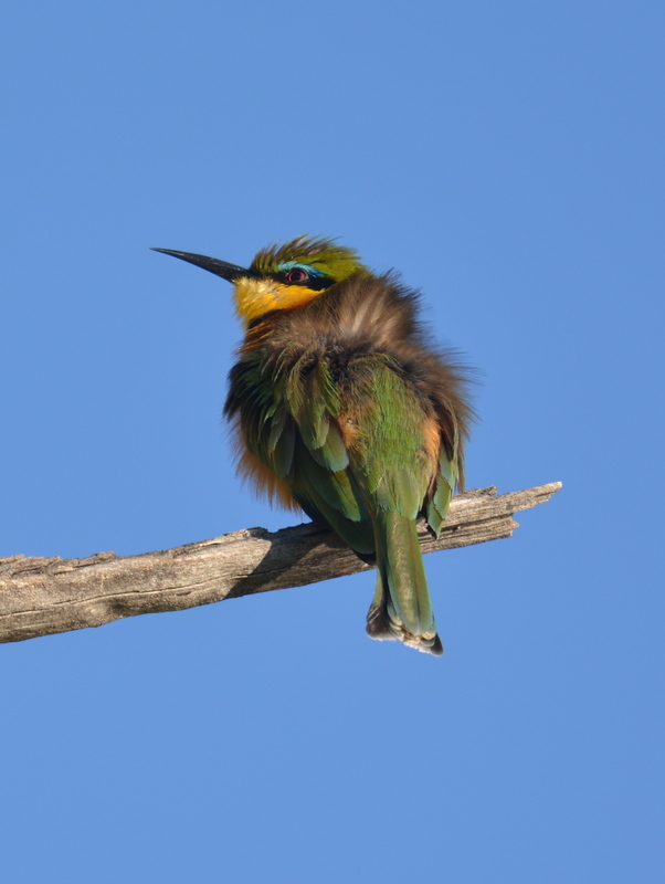 Image of Little Bee-eater