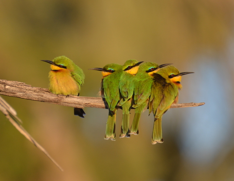 Image of Little Bee-eater