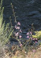 Image de Clarkia xantiana subsp. parviflora (Eastwood) H. Lewis & P. H. Raven