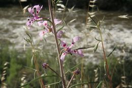 Image de Clarkia xantiana subsp. parviflora (Eastwood) H. Lewis & P. H. Raven