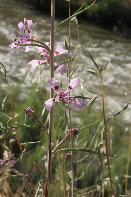 Image de Clarkia xantiana subsp. parviflora (Eastwood) H. Lewis & P. H. Raven