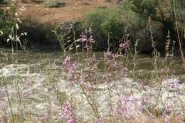 Image de Clarkia xantiana subsp. parviflora (Eastwood) H. Lewis & P. H. Raven