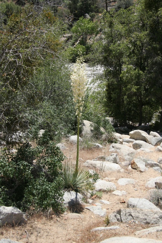 Image of chaparral yucca