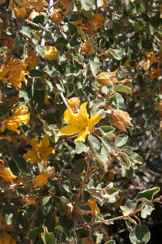 Sivun Fremontodendron californicum (Torr.) Coult. kuva