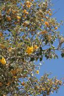 Image of California flannelbush