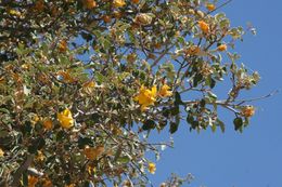 Sivun Fremontodendron californicum (Torr.) Coult. kuva