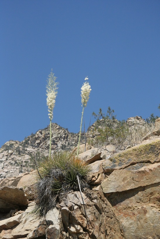 Image of chaparral yucca