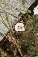 Image de Calochortus venustus Douglas ex Benth.