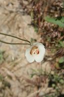 Image de Calochortus venustus Douglas ex Benth.