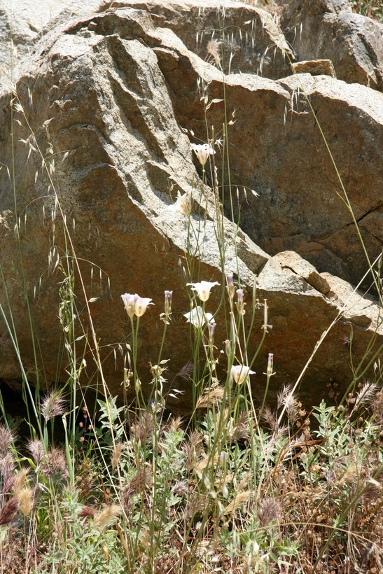 Image de Calochortus venustus Douglas ex Benth.