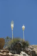 Image of chaparral yucca