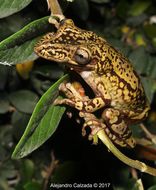 Image of Treefrog