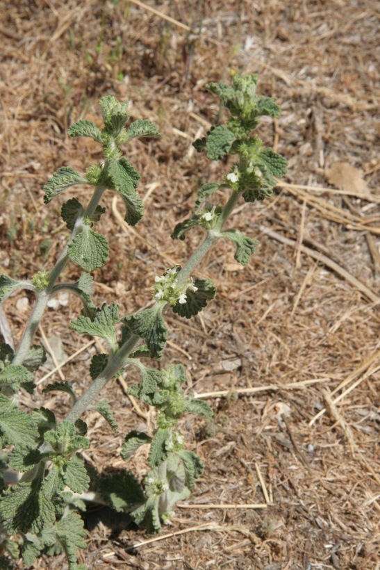 Image of horehound