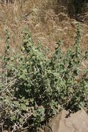 Image of horehound