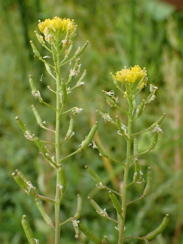 Image of <i>Rorippa <i>palustris</i></i> ssp. palustris
