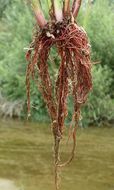 Image of Smallflower Umbrella Sedge