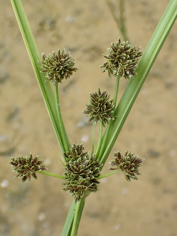 Image of Smallflower Umbrella Sedge