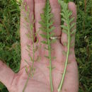 Image of <i>Rorippa <i>palustris</i></i> ssp. palustris