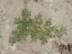 Image of Chinese thorn-apple