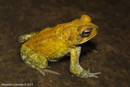 Image of Wiegmann's toad