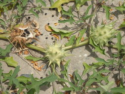 Image of Chinese thorn-apple