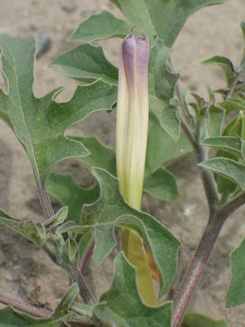 Image of Chinese thorn-apple