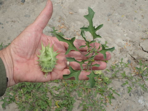 Image of Chinese thorn-apple