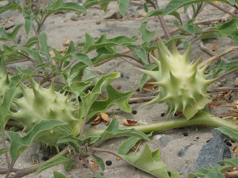 Image of Chinese thorn-apple