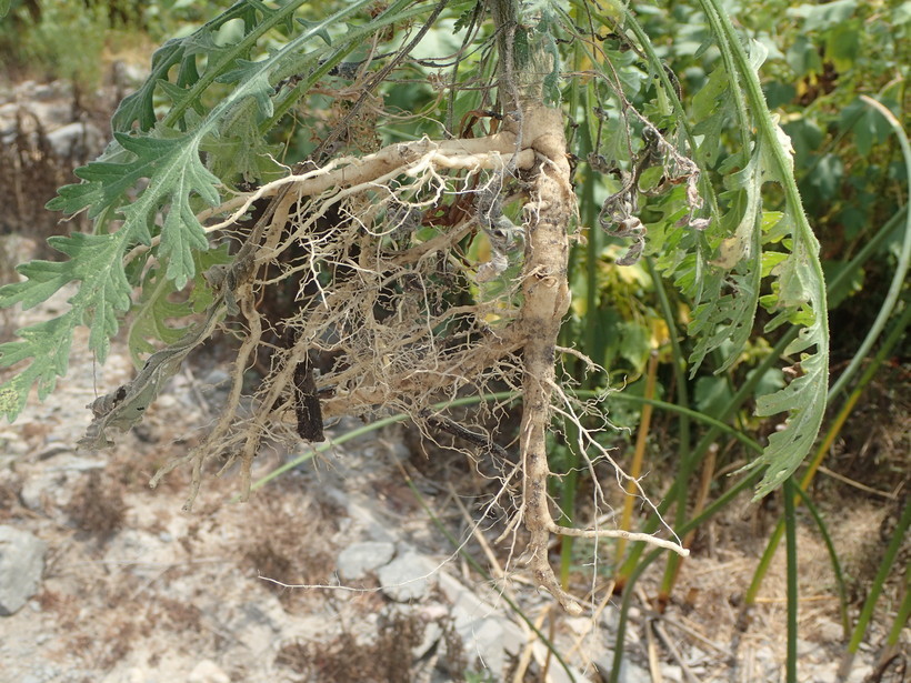 銀膠菊的圖片