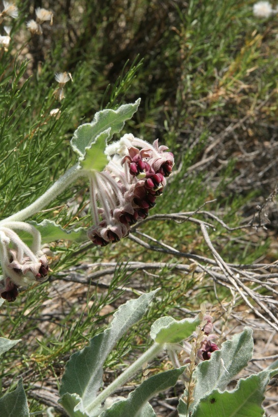 Imagem de Asclepias californica Greene