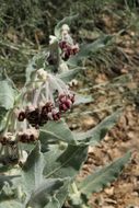 Imagem de Asclepias californica Greene