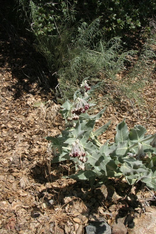 Imagem de Asclepias californica Greene