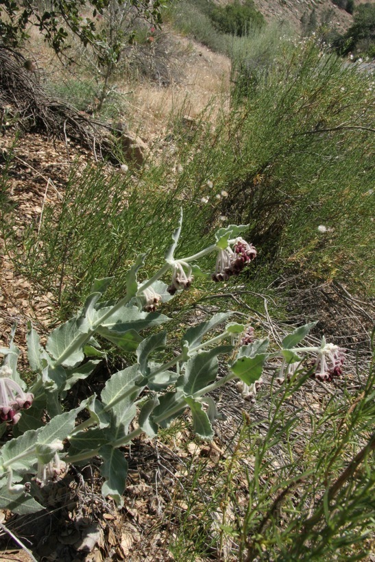 Imagem de Asclepias californica Greene