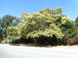 Image of silktree