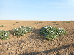 Imagem de Datura wrightii Hort. ex Regel