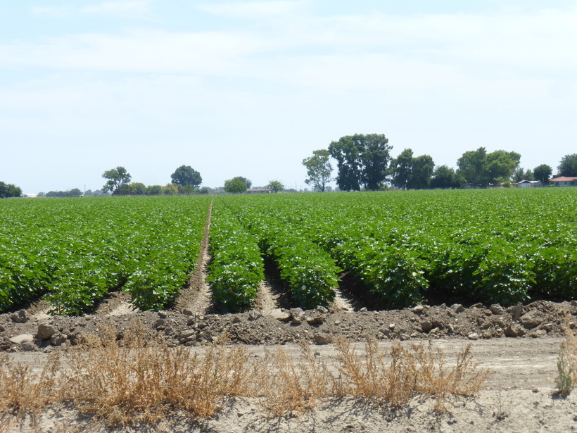 Image of upland cotton