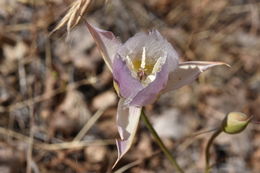 Image of Greene's mariposa lily