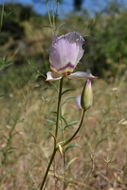 Image of Greene's mariposa lily