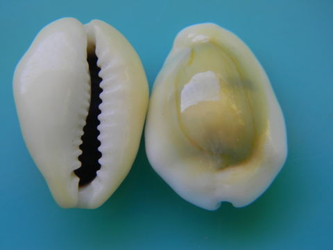 Image of cowry