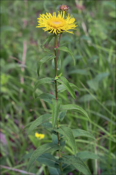 <i>Inula salicina</i> resmi