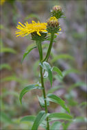 Image of <i>Inula salicina</i>