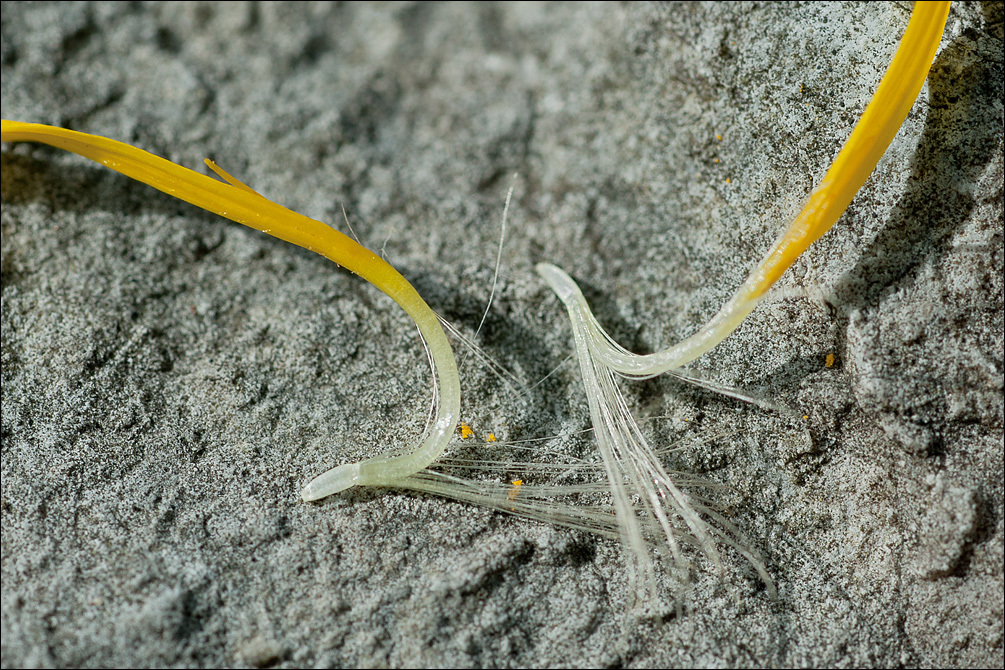 Image of <i>Inula salicina</i>